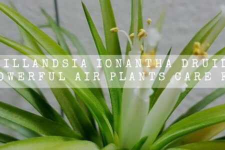 Tillandsia Ionantha Druid | 14 Powerful Air Plants Care Facts |