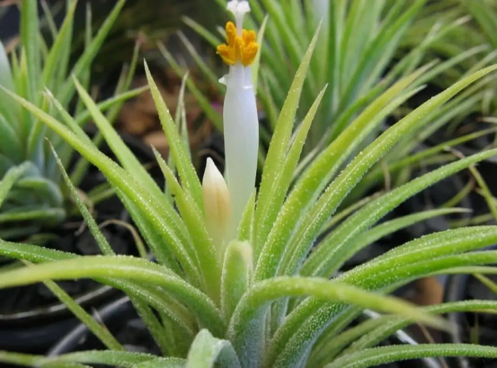 Tillandsia Ionantha Druid