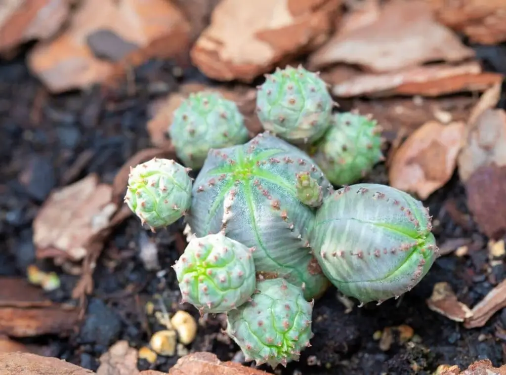 Baseball Plant