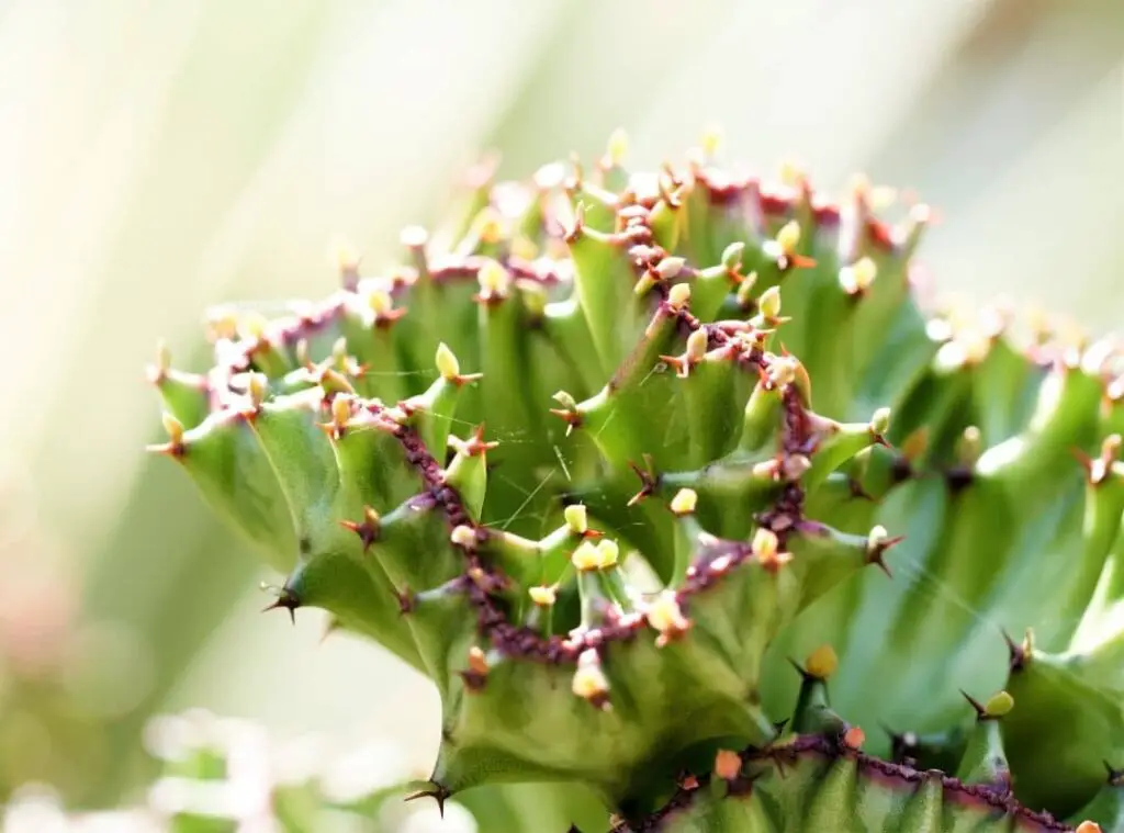 coral cactus flower 