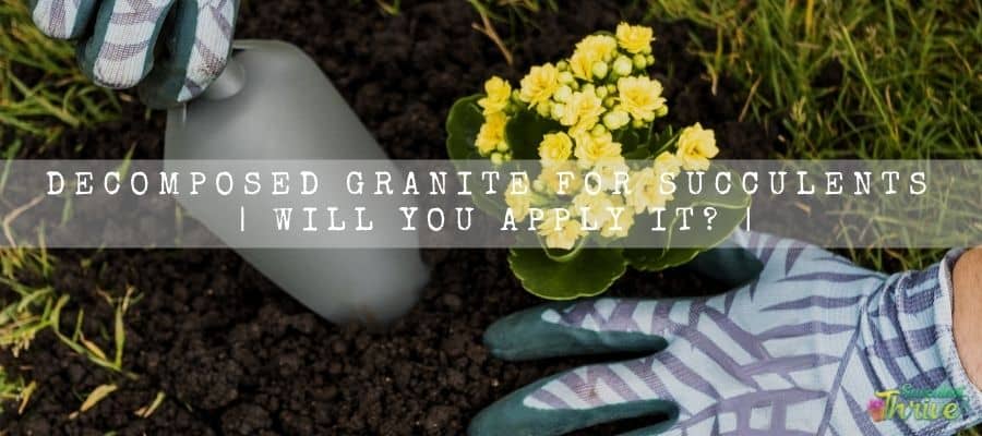 Decomposed Granite For Succulents