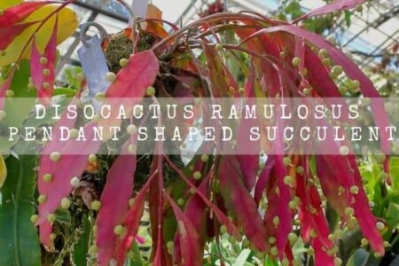 Disocactus Ramulosus | Pendant Shaped Succulent |