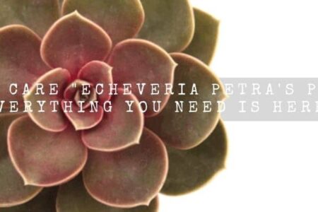 How To Care “Echeveria Petra’s Perle”? (Everything You Need Is Here)