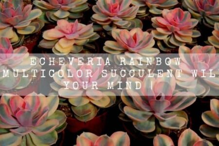 Echeveria Rainbow | This Multicolor Succulent Will Blow Your Mind |