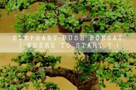 Elephant Bush Bonsai | Where To Start ?