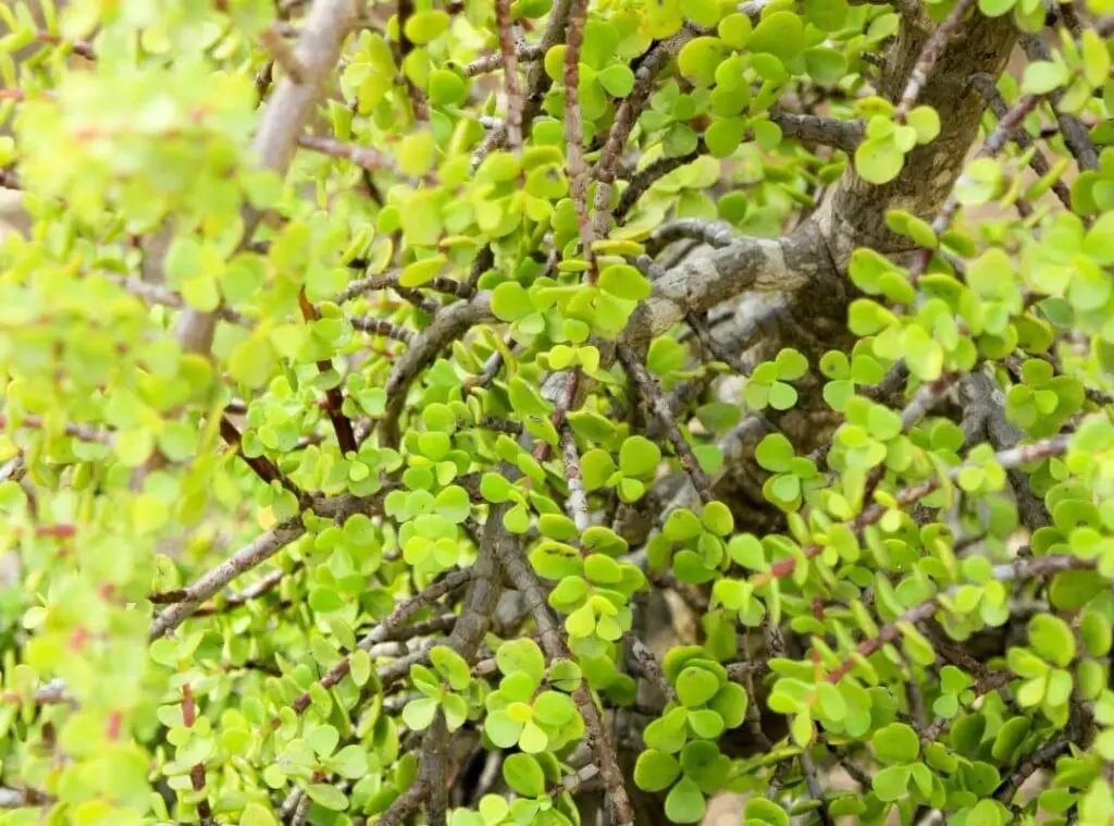 Elephant Bush propagation