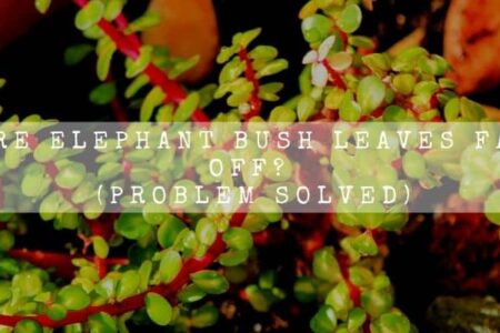 Why Are Elephant Bush Leaves Falling Off? (Problem Solved)