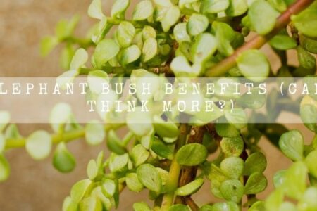 10 Elephant Bush Benefits (Can You Think More?)