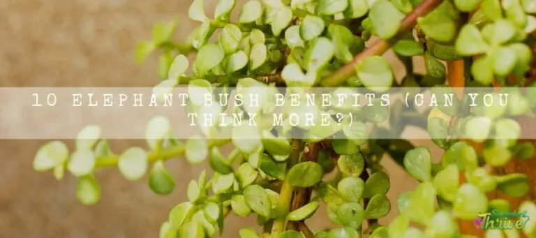 10 Elephant Bush Benefits (Can You Think More?) | Succulent Thrive