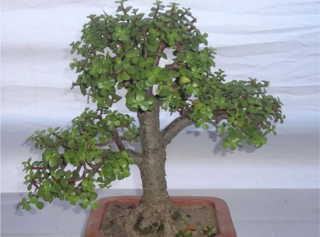 Elephant Bush bonsai 2 1