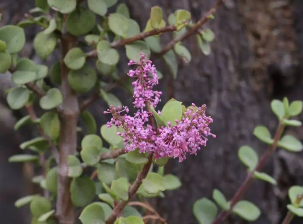 Elephant Bush flower 