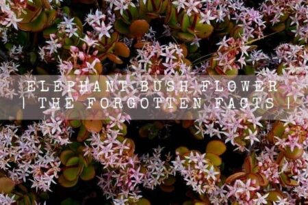 Elephant Bush Flower | The Forgotten Facts |