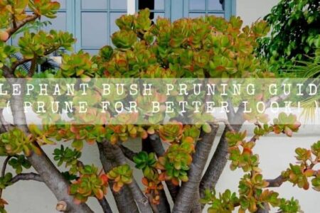 Elephant Bush Pruning Guide ( Prune For Better Look! )