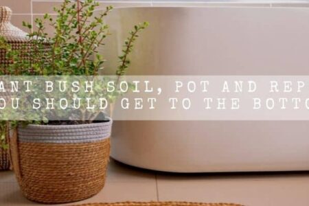 Elephant Bush Soil, Pot And Repotting (You Should Get To The Bottom)