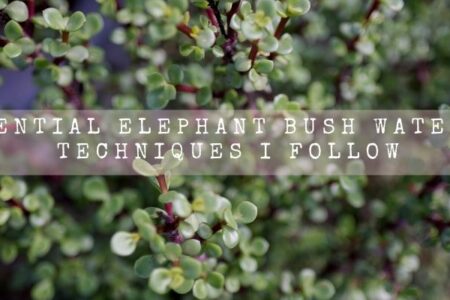 Essential Elephant Bush Watering Techniques I Follow