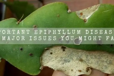 Important Epiphyllum Diseases | 07 Major Issues You Might Face |