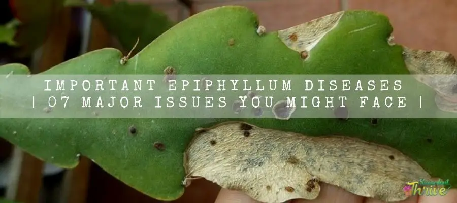 Epiphyllum Diseases