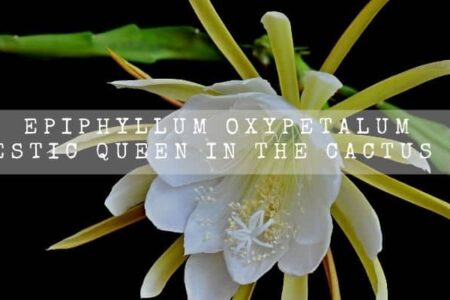 Epiphyllum Oxypetalum | A Majestic Queen In the Cactus World |