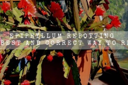 Epiphyllum Repotting | The Best And Correct Way To Repot |