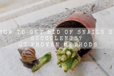 How To Get Rid Of Snails On Succulents? 07 Proven Methods