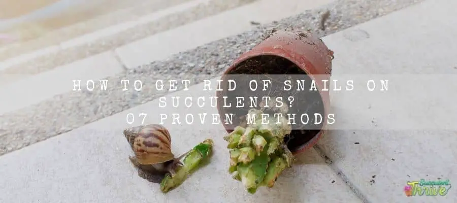 Get Rid Of Snails On Succulents 