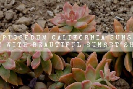 Graptosedum California Sunset | Plant With Beautiful Sunset Shades |