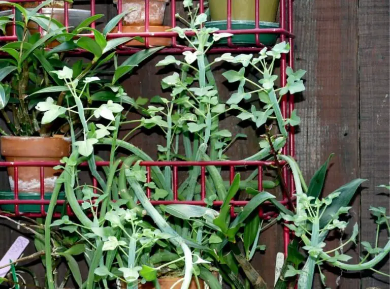 What You Mean By "Hot Dog Cactus"? ( Is It A Real Plant? ) Succulent