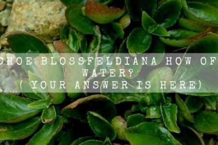 Kalanchoe Blossfeldiana How Often To Water? ( Your Answer Is Here)