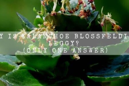 Why Is Kalanchoe Blossfeldiana Leggy? (Only 1 Answer)