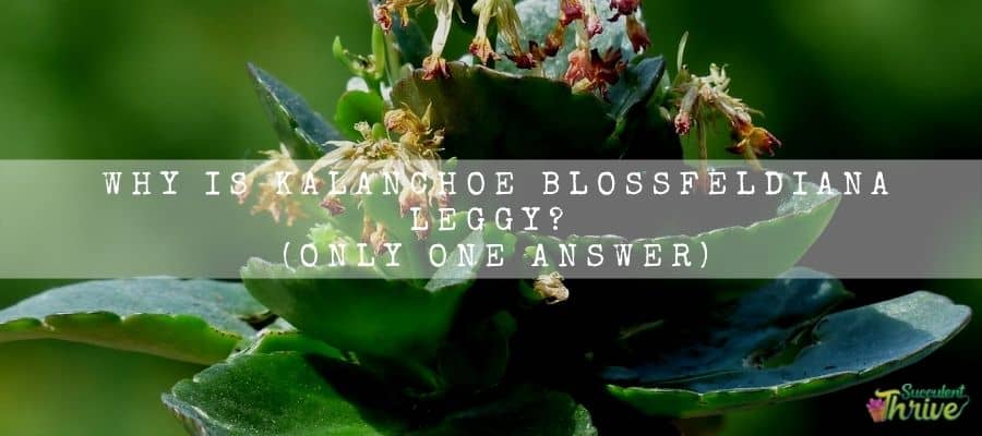 Kalanchoe Blossfeldiana Leggy
