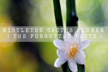 Mistletoe Cactus Flower | The Forgotten Facts |