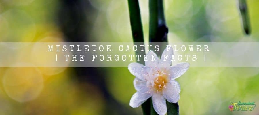 Mistletoe Cactus Flower 