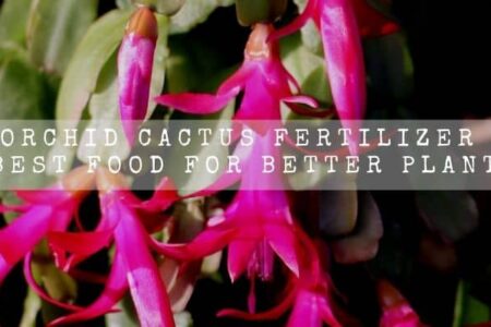 Orchid Cactus Fertilizer | Best Food For Better Plant |