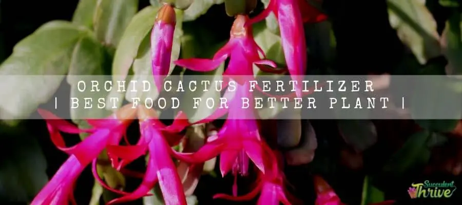 Orchid Cactus Fertilizer 