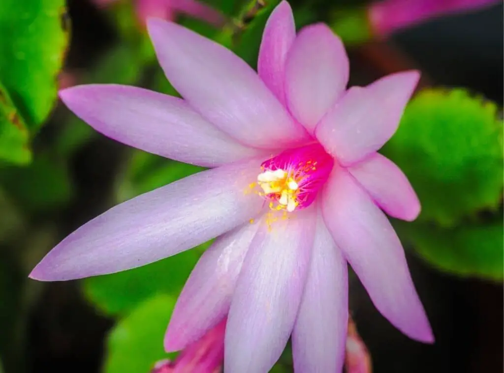 Orchid Cactus Flower