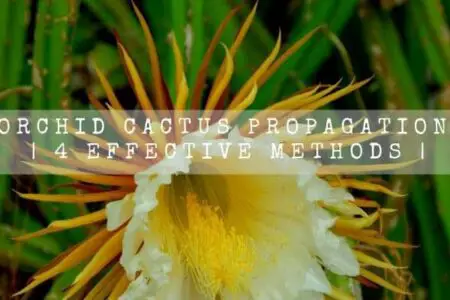 Orchid Cactus Propagation | 4 Effective Methods |