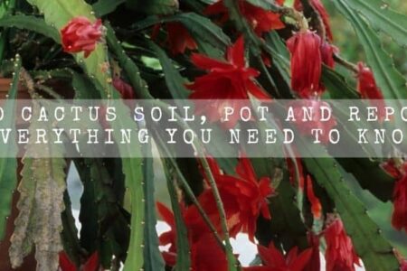 Orchid Cactus Soil, Pot And Repotting | Everything You Need To Know |