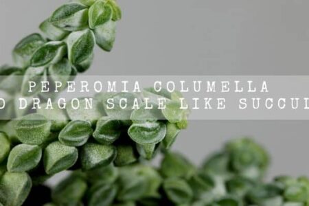 Peperomia Columella | Weird Dragon Scale Like Succulent !