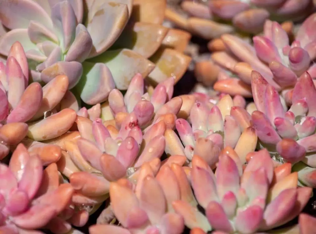 Rainbow Succulent Arrangement