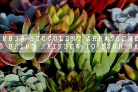 Rainbow Succulent Arrangement | Let’s Bring Rainbow To Your Garden |