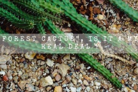 “Rainforest Cactus”, Is it A Myth Or Real Deal ?