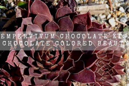 Sempervivum Chocolate Kiss | Chocolate Colored Beauty |