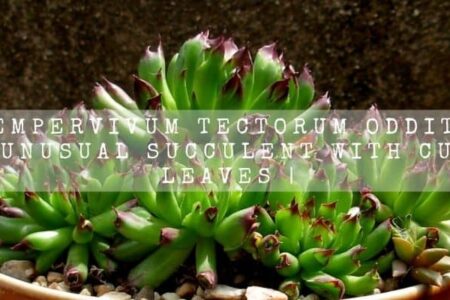 Sempervivum Tectorum Oddity | An Unusual Succulent With Curled Leaves |