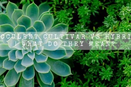 Succulent Cultivar vs Hybrid | What Do That Mean?