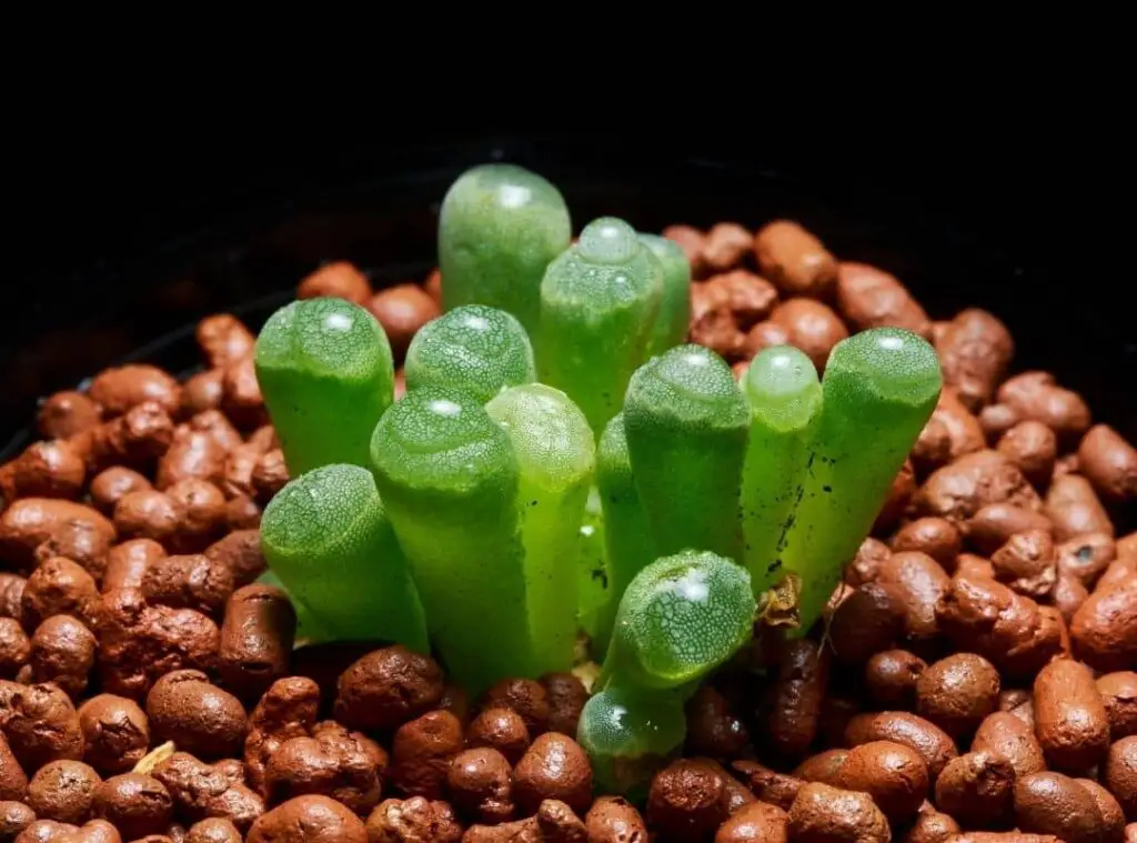 Baby Toes Succulent Propagation