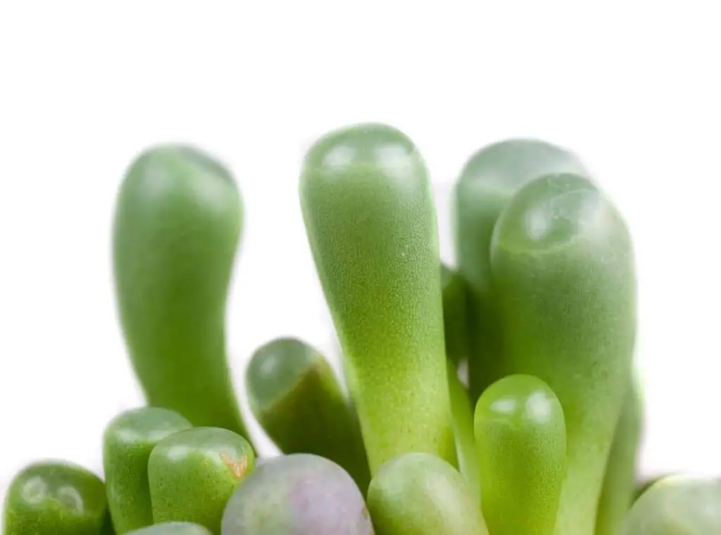 Baby Toes Succulent Propagation
