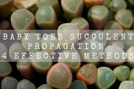 Baby Toes Succulent Propagation | 4 Effective Methods |