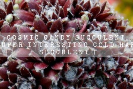 Cosmic Candy Succulent | Super Interesting And Cold Hardy Succulent |