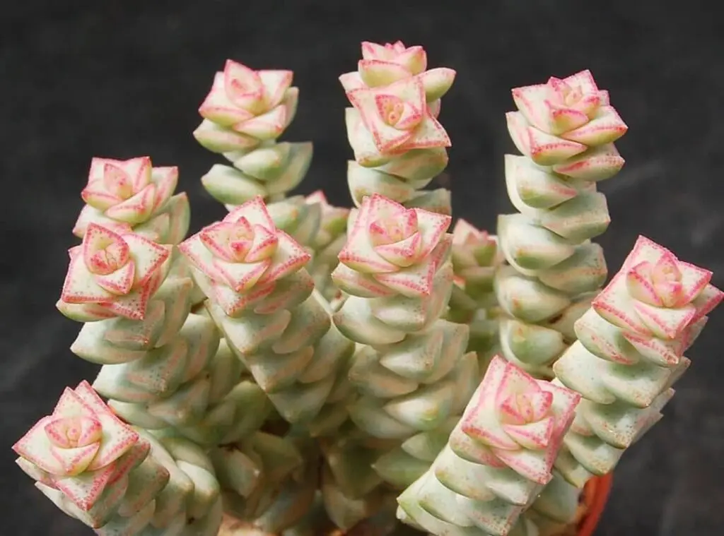 Crassula Tom Thumb