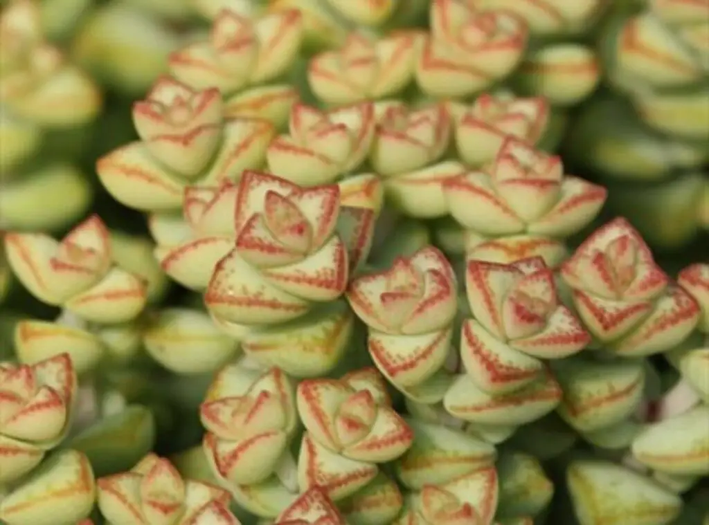 Crassula Tom Thumb